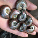 Ammonite, Facet Specimen, Fossil Madagascar, ammonite, ammonite fossil, ammolite stone, ammonite fossil for sale, ammonites for sale, amber fossil, ammonite fossil price, large ammonite fossil, ammonite stone, opalized ammonite, large ammonite fossil for sale, polished ammonite fossil, large ammonite, pyritized ammonite,